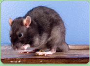rat control Finchampstead
